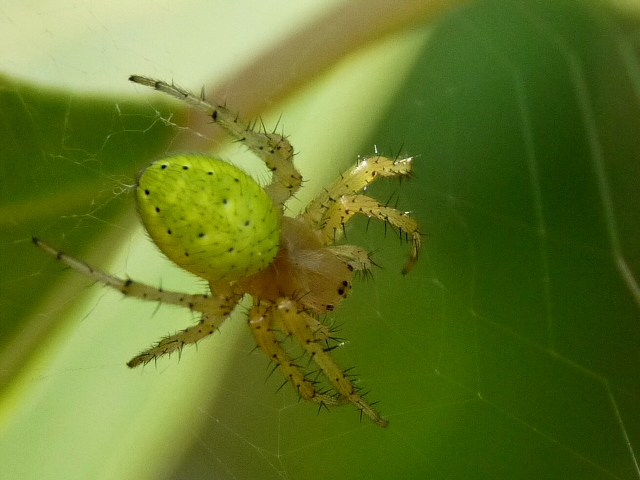 ragnetto a primavera